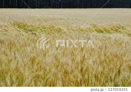 小麦畑 137059355