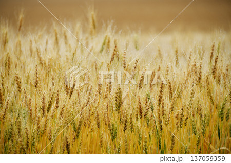 小麦畑 137059359