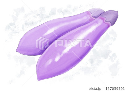 水彩画の手描きの長なすのイラスト 水彩画の手描きの長なすのイラスト 137059391
