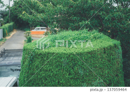 カイヅカイブキのトップ部が伸びる カイヅカイブキのトップ部が伸びる 137059464