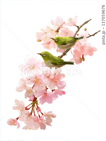 桜の花の枝にとまるメジロ 桜の花の枝にとまるメジロ 137059676