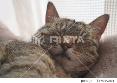 眠るキジトラ 眠るキジトラ 137059804