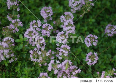 タイム イブキジャコウソウの花 タイム イブキジャコウソウの花 137059990