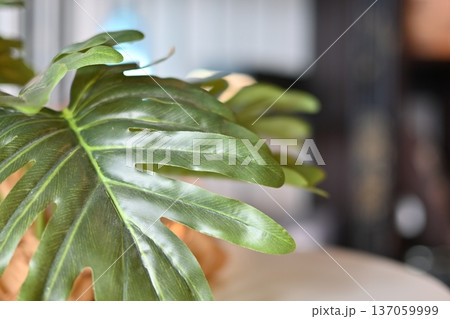 光を浴びて艶やかに輝くモンステラの葉 光を浴びて艶やかに輝くモンステラの葉 137059999