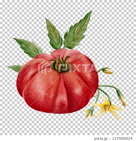 Hand painted watercolor illustration of a large heirloom tomato with green leaves, stem and yellow flower. Detailed botanical element isolated on white background for packaging, labels, prints and Hand painted watercolor illustration of a large heirloom tomato with green leaves, stem and yellow flower. Detailed botanical element isolated on white background for packaging, labels, prints and 137060024