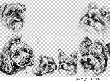 Decorative frame made of small dog breed portraits drawn in pencil. Hand drawn black and white poodle, yorkshire terrier, chihuahua, pomeranian and shih tzu heads forming elegant border design. High 137060034