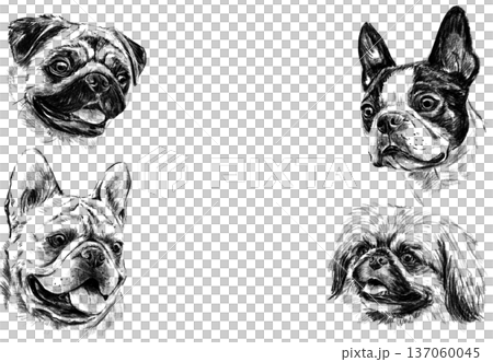 Decorative frame with hand drawn dog portraits in pencil. Black and white illustration featuring pug, french bulldog, boston terrier and shih tzu heads arranged as elegant border composition. High 137060045