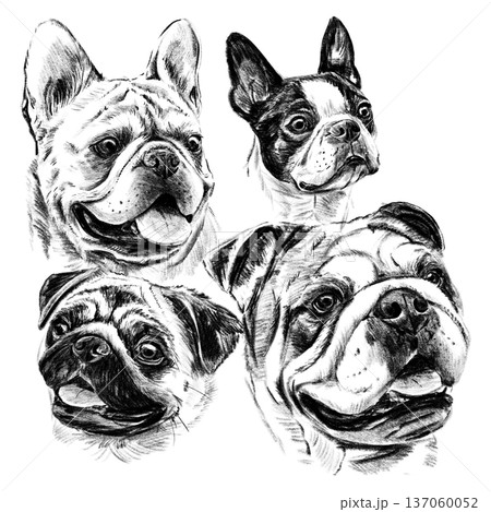 Hand drawn black and white illustration of brachycephalic dog breeds including French Bulldog, Boston Terrier, Pug and English Bulldog. Detailed realistic sketch portraits isolated on white background Hand drawn black and white illustration of brachycephalic dog breeds including French Bulldog, Boston Terrier, Pug and English Bulldog. Detailed realistic sketch portraits isolated on white background 137060052