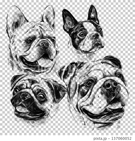 Hand drawn black and white illustration of brachycephalic dog breeds including French Bulldog, Boston Terrier, Pug and English Bulldog. Detailed realistic sketch portraits isolated on white background Hand drawn black and white illustration of brachycephalic dog breeds including French Bulldog, Boston Terrier, Pug and English Bulldog. Detailed realistic sketch portraits isolated on white background 137060052