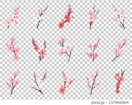 桜 イラスト素材集 手書き風 おしゃれモダン 春の装飾デザインセット 137060064