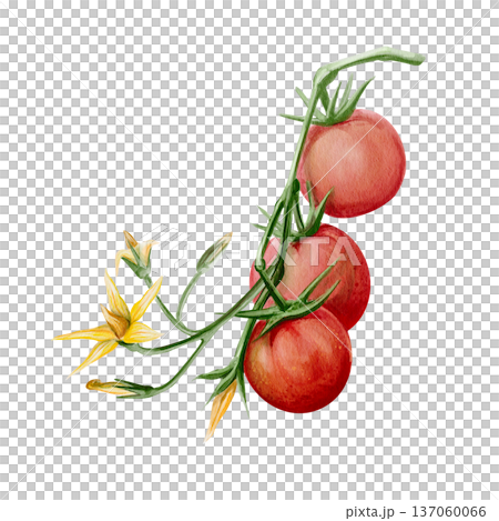 Hand painted watercolor illustration of ripe cherry tomatoes on a vine with green stem and yellow blossom. Botanical element isolated on white background for packaging, menu design, labels and prints Hand painted watercolor illustration of ripe cherry tomatoes on a vine with green stem and yellow blossom. Botanical element isolated on white background for packaging, menu design, labels and prints 137060066