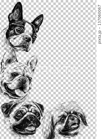 Vertical decorative frame with hand drawn dog portraits in pencil. Black and white illustration featuring french bulldog, pug, boston terrier and shih tzu arranged as elegant border composition. Vertical decorative frame with hand drawn dog portraits in pencil. Black and white illustration featuring french bulldog, pug, boston terrier and shih tzu arranged as elegant border composition. 137060067