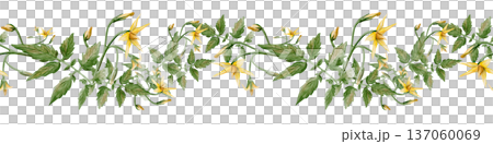 Seamless horizontal border of hand painted tomato vine with green leaves and yellow blossoms. Realistic watercolor botanical trim ideal for kitchen decor, textiles, packaging and garden themed designs Seamless horizontal border of hand painted tomato vine with green leaves and yellow blossoms. Realistic watercolor botanical trim ideal for kitchen decor, textiles, packaging and garden themed designs 137060069