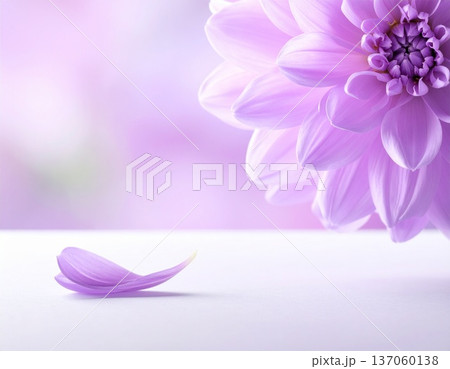 エレガントな紫の花　植物　和風の背景素材　白背景 137060138