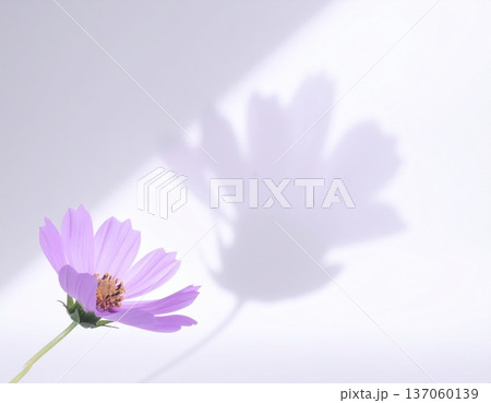 エレガントな紫の花　植物　和風の背景素材　白背景 137060139