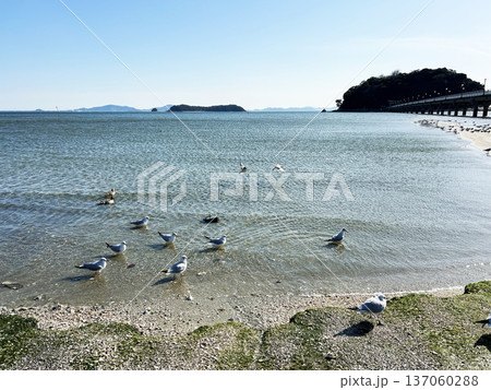 海とカモメ 海とカモメ 137060288