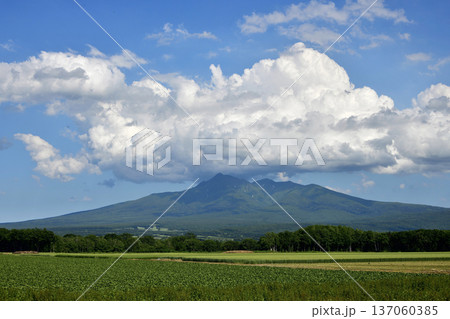 様々な畑が織りなす風景 様々な畑が織りなす風景 137060385