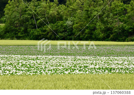 様々な畑が織りなす風景 様々な畑が織りなす風景 137060388