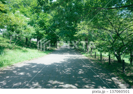 新緑と木漏れ日の散歩道 小山内裏公園 新緑と木漏れ日の散歩道 小山内裏公園 137060501