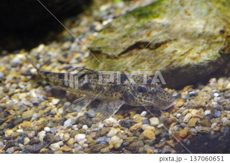水槽の中で泳ぐイワナ 137060651