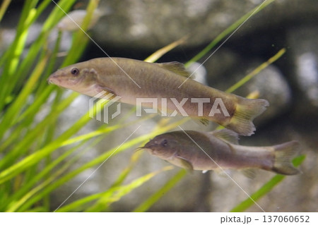 卵を持ったメダカ 137060652