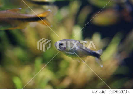 水槽の中を泳ぐメダカ 137060732