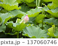 蓮池 137060746