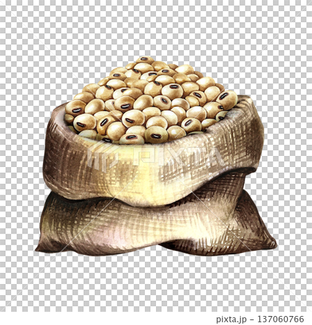 Soybeans in a burlap bag. Hand-drawn watercolor illustration. Perfect for creating product labels, posters, banners, menus, and more. 137060766