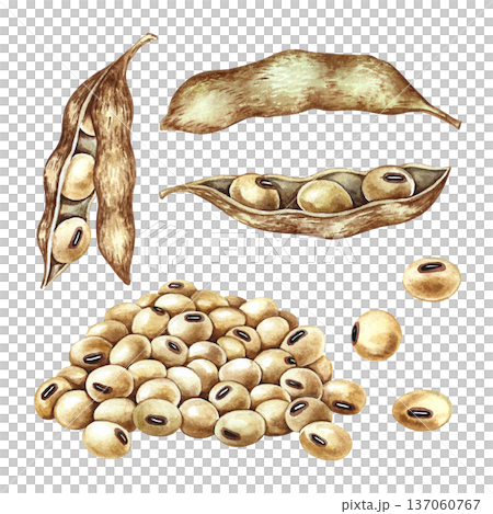 A set of soybeans with pods. Hand-drawn watercolor illustration. Isolate. Perfect for creating product labels, posters, banners, menus, and more. 137060767