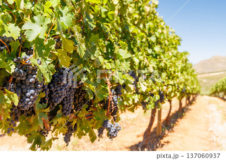 Ripe grapes on vine in South African vineyard Ripe grapes on vine in South African vineyard 137060937