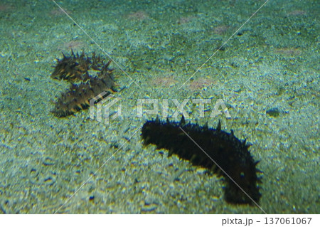 泳ぐ魚 泳ぐ魚 137061067