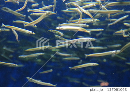 泳ぐ魚 泳ぐ魚 137061068