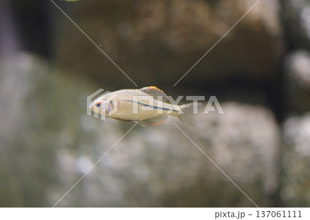 可愛い顔の魚 137061111