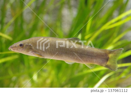 綺麗なイワナ 137061112