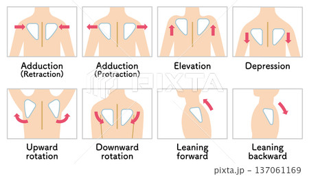 肩甲骨の動き 肩の上げ下げ Scapular Movement 137061169