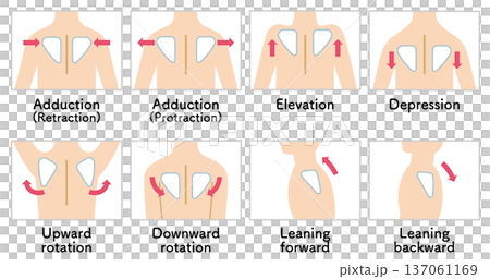 肩甲骨の動き 肩の上げ下げ Scapular Movement 137061169