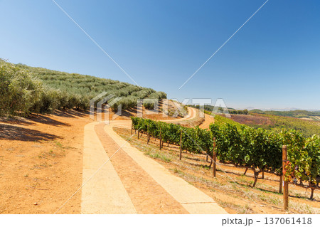 Winery road between vineyards and olive grove Winery road between vineyards and olive grove 137061418