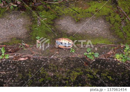 ムベの実　アケビの実　野山 137061454