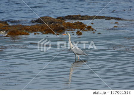 海岸で採餌するアオサギ 海岸で採餌するアオサギ 137061518