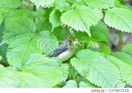キセキレイの幼鳥 137061519