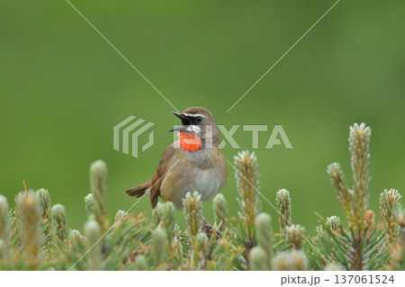 さえずるノゴマ さえずるノゴマ 137061524