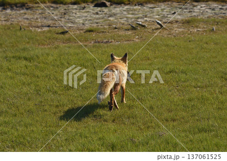 捕らえた獲物を運ぶキタキツネ 137061525