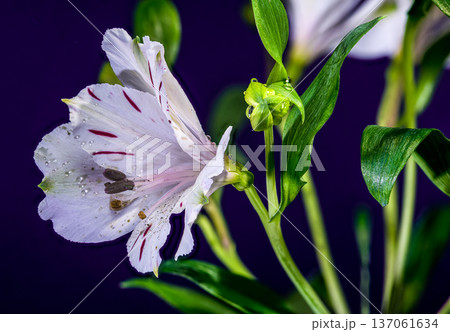 White Alstroemeria Everest Flowers with Purple Streaks on Purple Background White Alstroemeria Everest Flowers with Purple Streaks on Purple Background 137061634