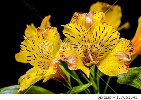 Yellow Alstroemeria Lily Flowers with Water Drops on Black Background Yellow Alstroemeria Lily Flowers with Water Drops on Black Background 137061643