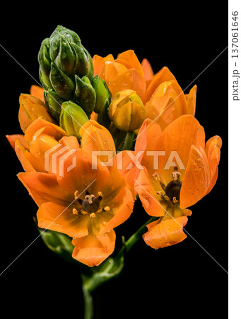Vibrant Orange Star of Bethlehem Flowers Isolated on Black Background Vibrant Orange Star of Bethlehem Flowers Isolated on Black Background 137061646