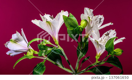 White Alstroemeria Lilies with Purple Streaks on Magenta Pink Background 137061650
