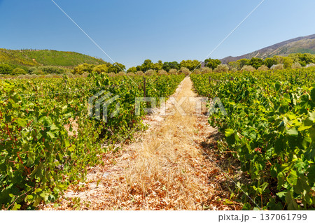 Sunlit vineyard in South Africa 137061799