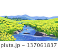菜の花畑の風景 137061837