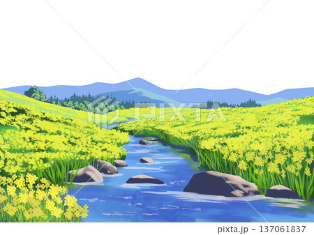 菜の花畑の風景 137061837