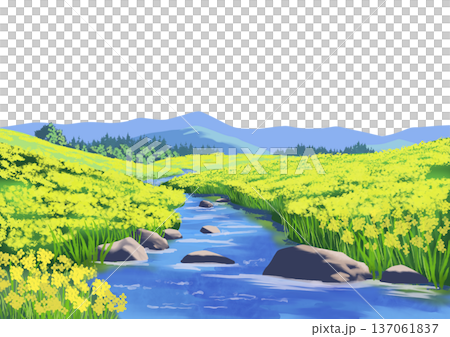 菜の花畑の風景 137061837